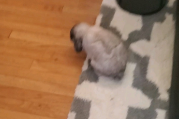 Smudge made a daring escape from the back of the apartment. As soon as I caught him in the kitchen he started running.