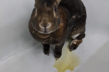 Somebunny ruined the bonding session today by making sure he claimed the tub as his own. Everyone, Mars now owns the tub.