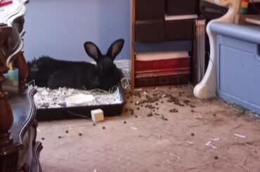 My name is Enola and I like York Peppermint Patties and scaring mom