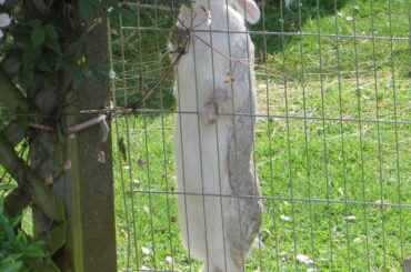 It was always hard to keep Simba away from that Clematis