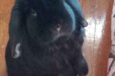 He gets real concerned every time I throw his poops away