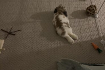 My Marley💖🐰💖