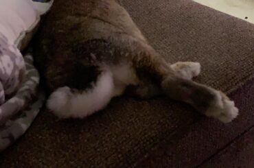 A relaxed noodle taking up the chaise