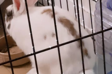 My bidet bunny