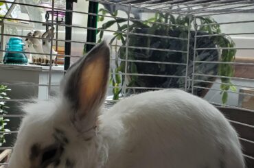 Sunday special, Castleton loaf