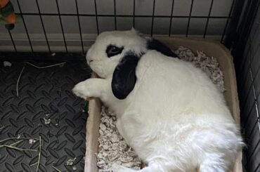 Poe (the sweetest boy) is comfy everywhere!