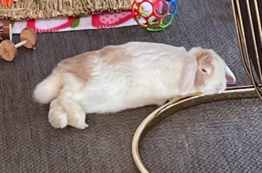 Waffle rates this chair leg 10/10 on the comfy-scale..