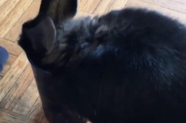 It would be way too much to ask for him to drink out of the water bowl that I leave out for him! Instead, he needs MY water