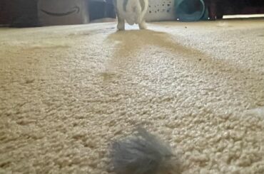 i beat up my brother 🐰