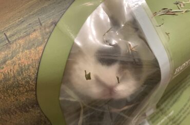 She jumped in the hay bag while owner was trying to put more hay in her house.. and yes, she was eating it while she was in there lol (x-post r/Rabbits)