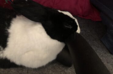 Using a chair leg as a pillow