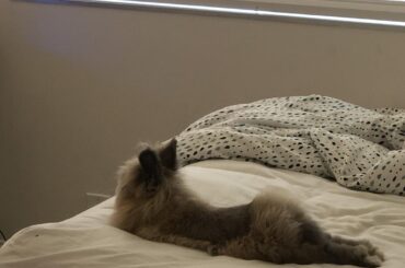 Hop noodles for days