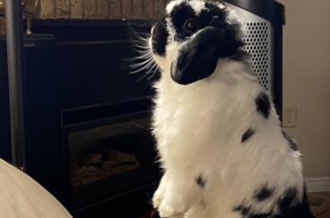 My little guy is here trying to find a way to escape from the couch 😂.