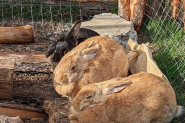 loafing in the sun, with friends