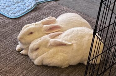 2 matching loaves 🍞🍞