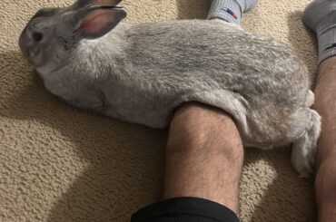 Goofball
