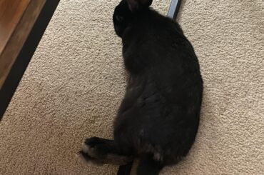 Pluto flopped onto a metal table leg and decided to stay there