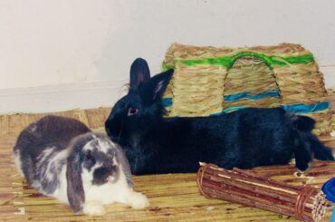 Two decent sized loaves of bread