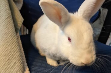 Susan decided she's a lap bunny. When I come in, this is what I see now. She refuses to move. I have to sit on her a bit at which time she just squirms to my lap.