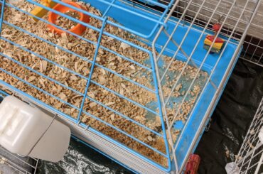 Every day she's been digging out the shavings from where she normally goes to the bathroom and throwing them across the room to make a mess for me to clean up. Suspect is currently hiding in shame behind the scene of the crime