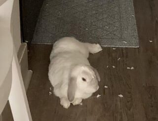 Tore up the carpet while we were gone