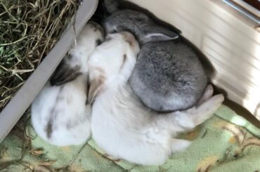 A buncomfortable baby pile.