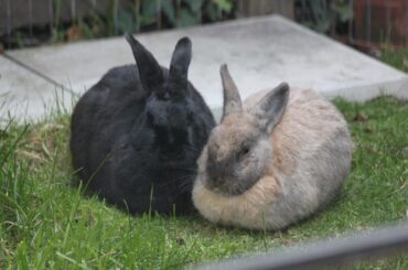 Our new boy Brodus (on the right) loafs quite nicely.