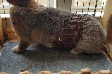 Penelope decided to try on a corset for her male suitors. (x-post r/Rabbits)
