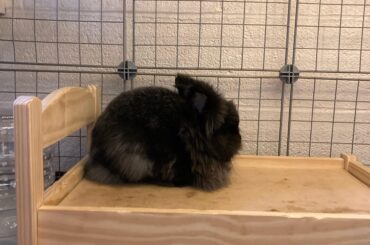 A Perfect Pumpernickel Loaf