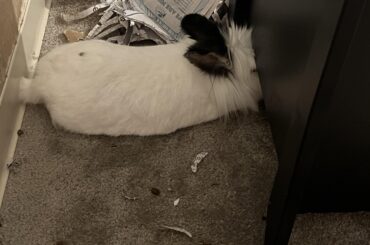 she was too comfy in the last one so I caught her like this
