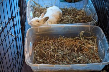 I thought he was dead