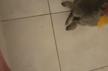 phoenix has decided that she really likes oranges