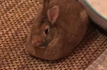 He looks like a loaf of bread