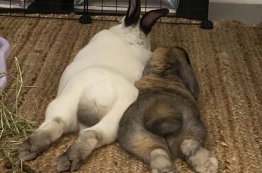 My goofy, precious childrens. Californian male, 1.5 year and Holland Lop female, 1 year.