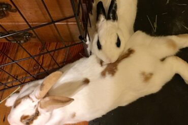 Found 2 noodles stuck together