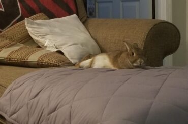 This is our latest adoption, Suri. I think she's settling in just fine.