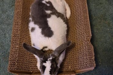 My bun has officially taken over the cat bed/scratcher