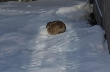 Wild rabbit loaf