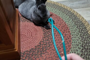 RIP to my WiFi cable. As expected, Wilfred is 100% apathetic to the pain he caused me. I think he's actually mad at me for hiding the spicy hay in the house, and making it more difficult for him.