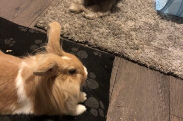 She bullied the dog out of her bed and claimed it for herself.