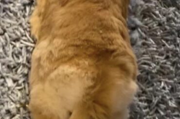 baby rabbit stretching