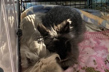 Just In: Loaves Attract Each Other