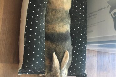 Buttercup in her HopnFlop