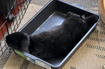 Tray bed? Tres bon!