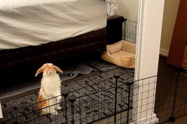 There's another bunny! Are you seeing this?!