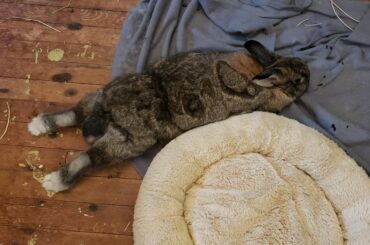 This is our baby, Noodle. He noodles a lot!