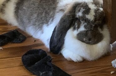 Is that door comfortable? And yes I know my socks are there, she likes to steal them for some reason