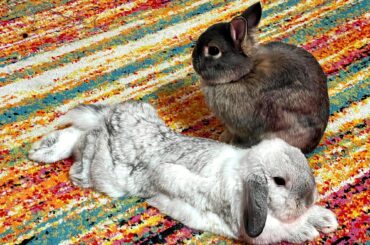 Hop noodle and guard bun