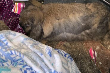 I ate part of a roll of wrapping paper, then shamelessly pulled scraps under Mom’s desk to sleep with them.