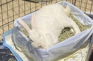 she always looks so comfy, but the litter box???